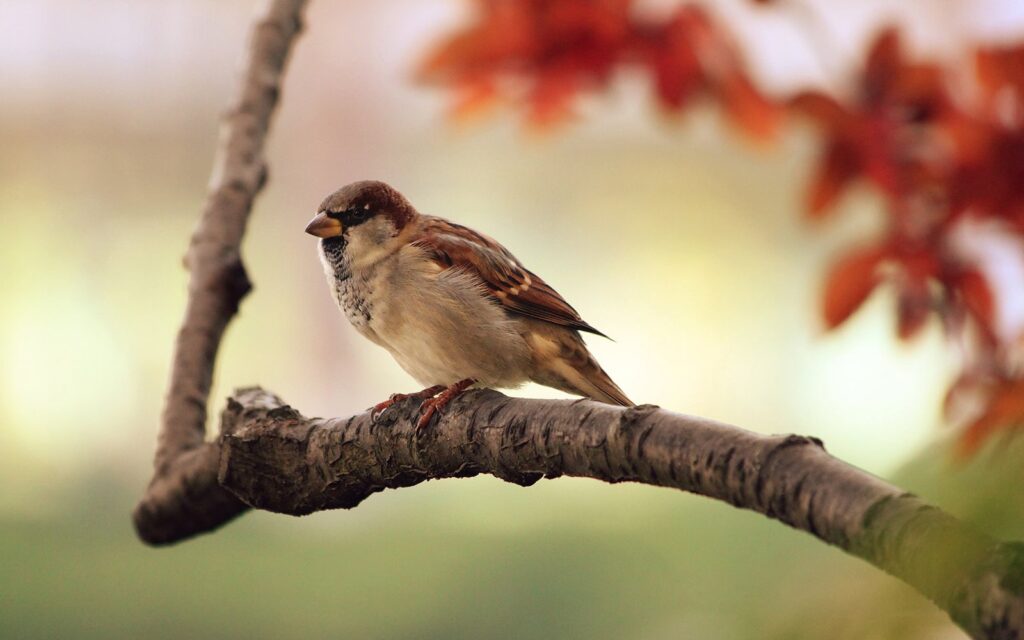 Vogel Mus