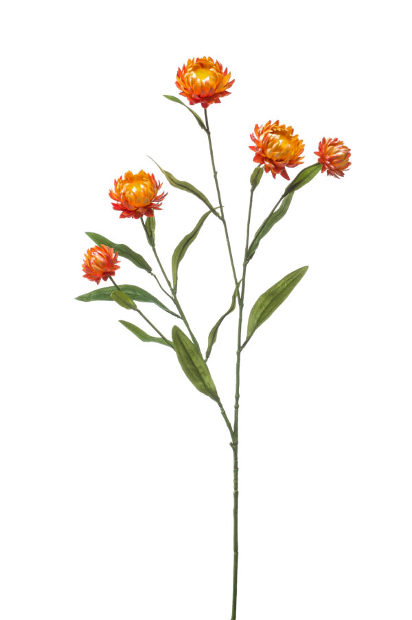 Xerochrysum spray orange 70cm