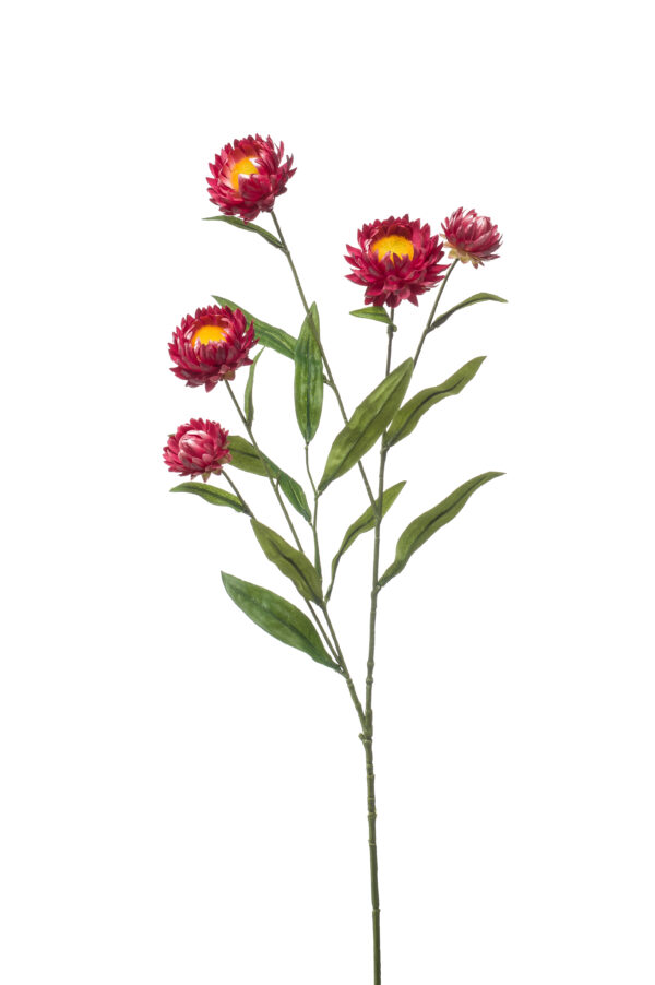 Xerochrysum spray fuchsia 70cm