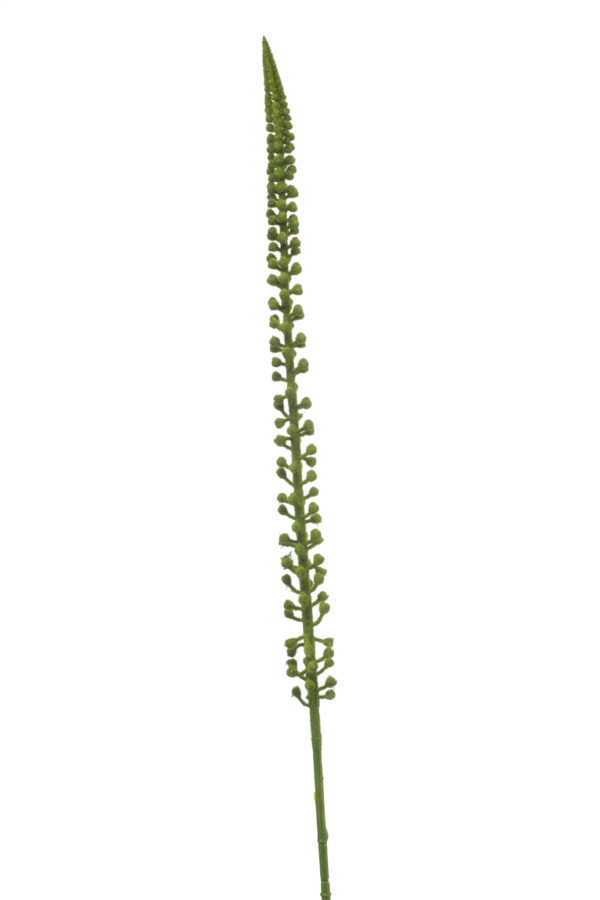 Donkey tail spray green 86cm