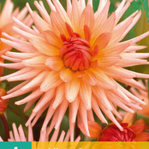 Dahlia preference 1st