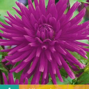 Dahlia purple gem 1st