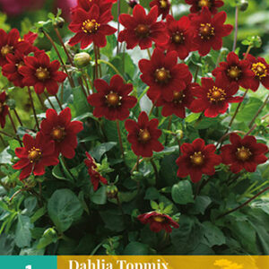 Dahlia topmix paars/purple 1st