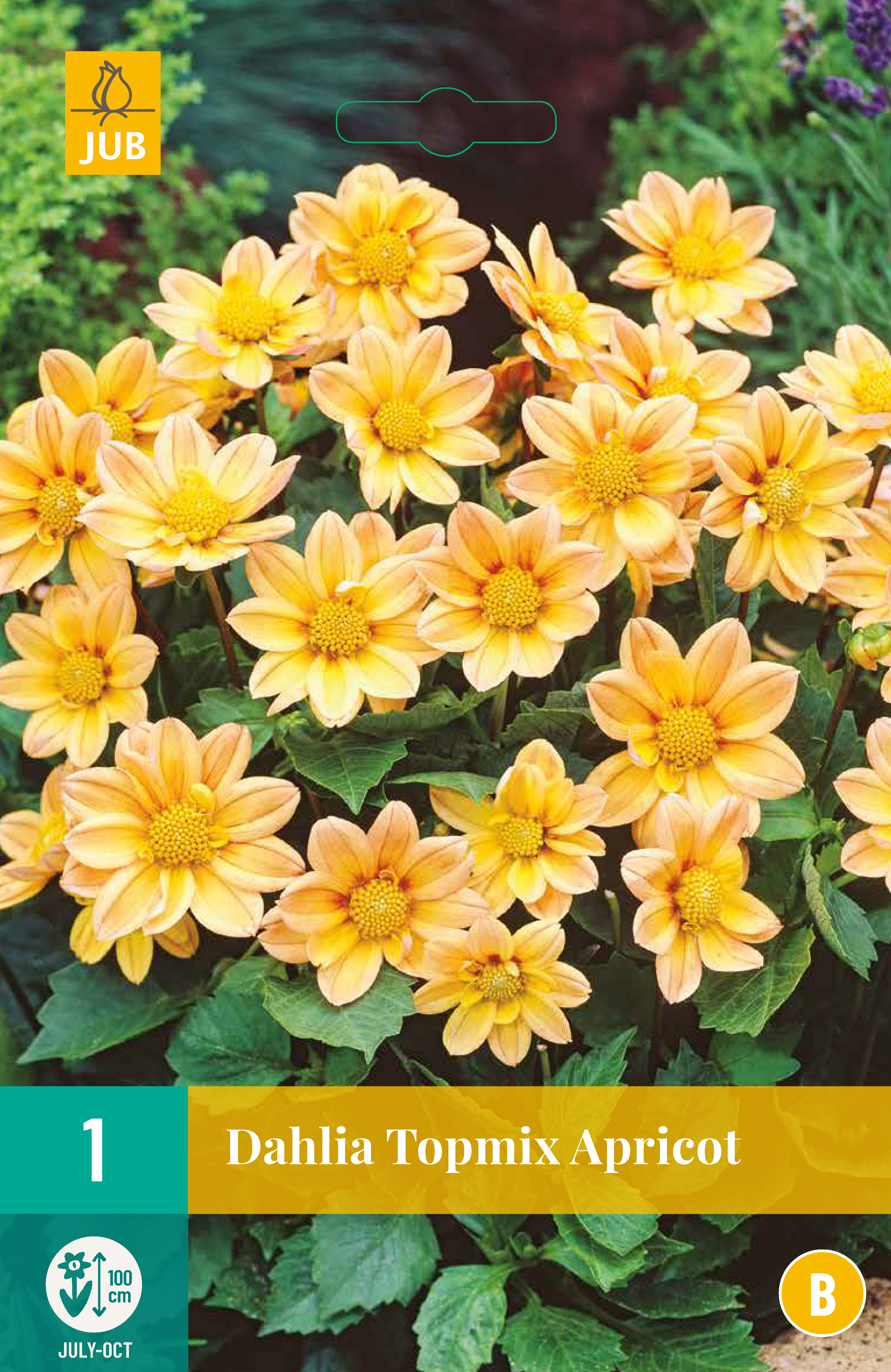 DAHLIA TOPMIAPRICOT