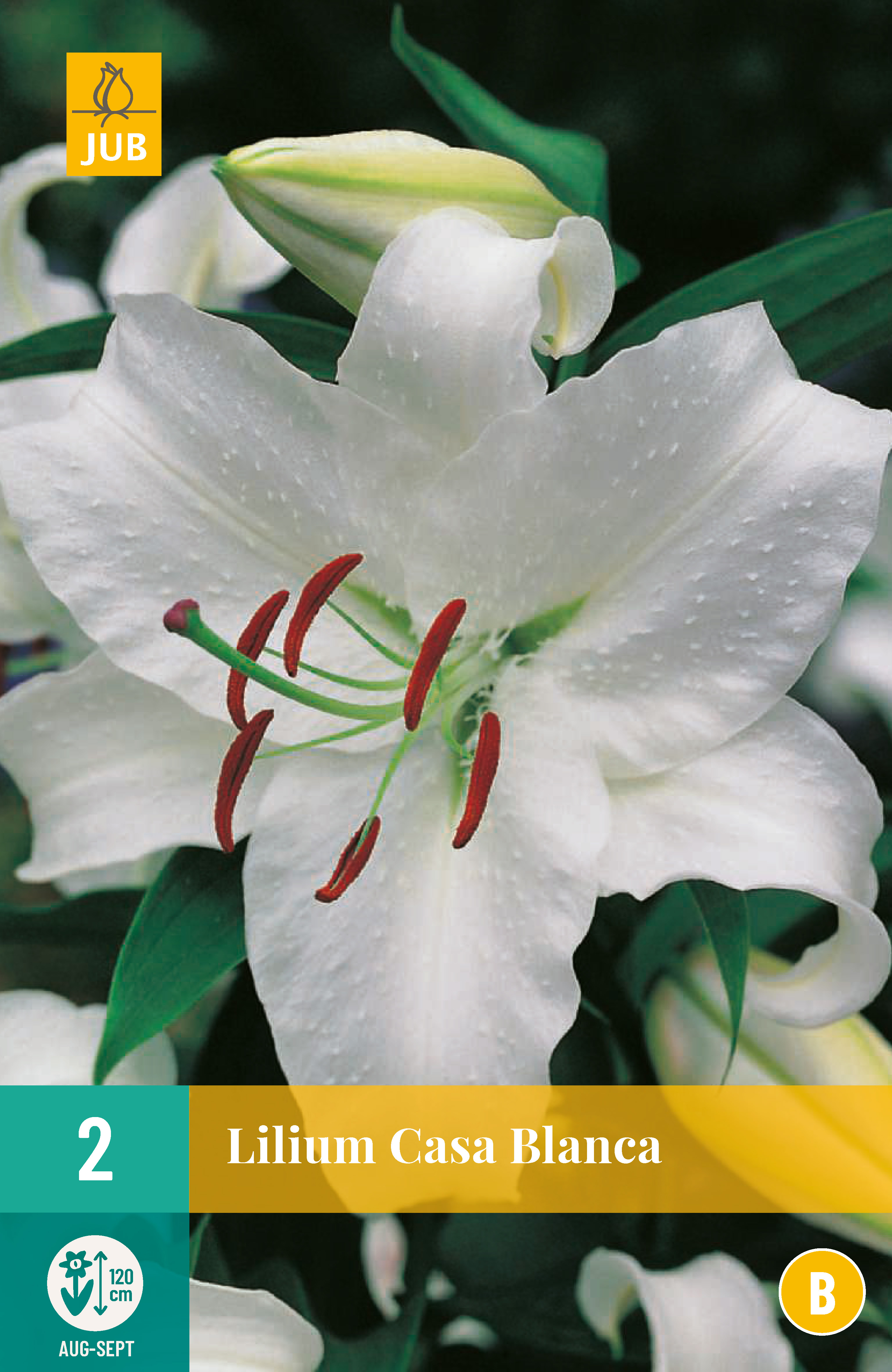 LILIUM CASA BLANCA