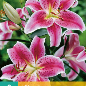 LILIUM STARGAZER