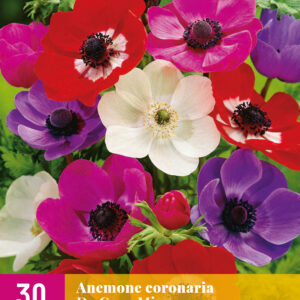 ANEMONE DE CAEN MIX