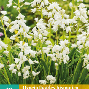 10 Hyacinthoides hisp. Wit