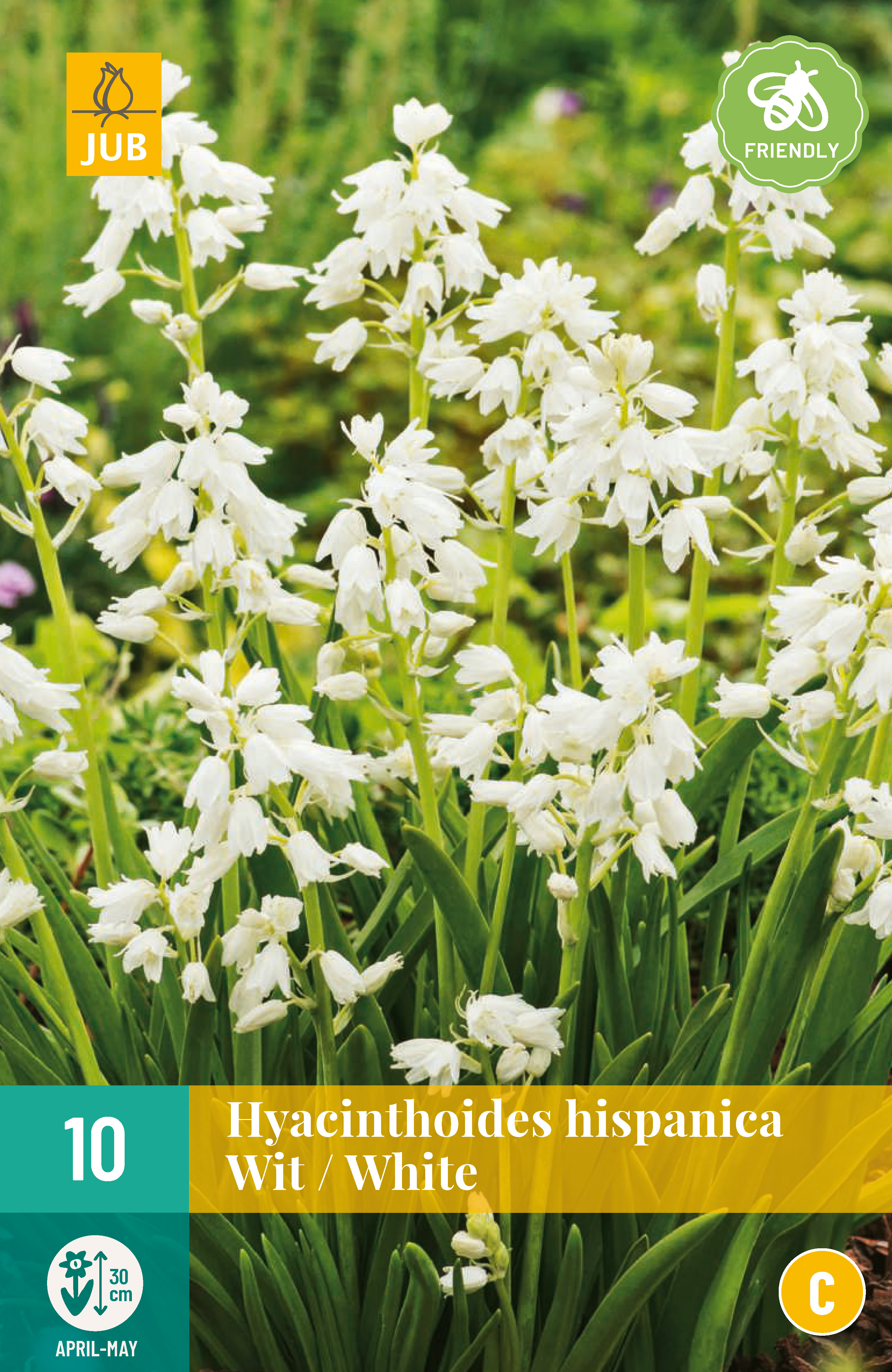 10 Hyacinthoides hisp. Wit