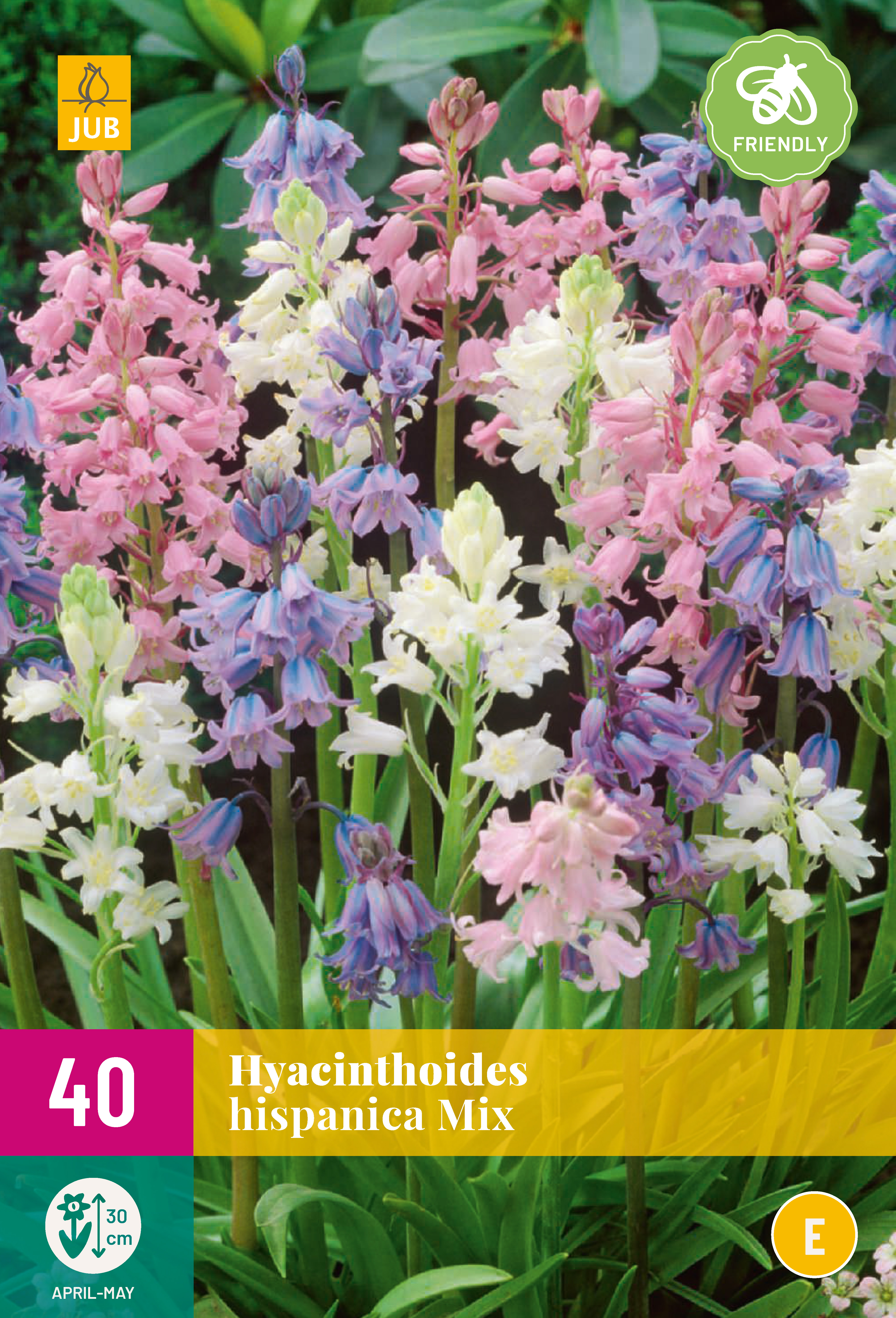 40 Hyacinthoides hispanica Mix