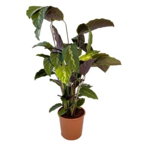 calathea mauiqueen potmaat 17 cm