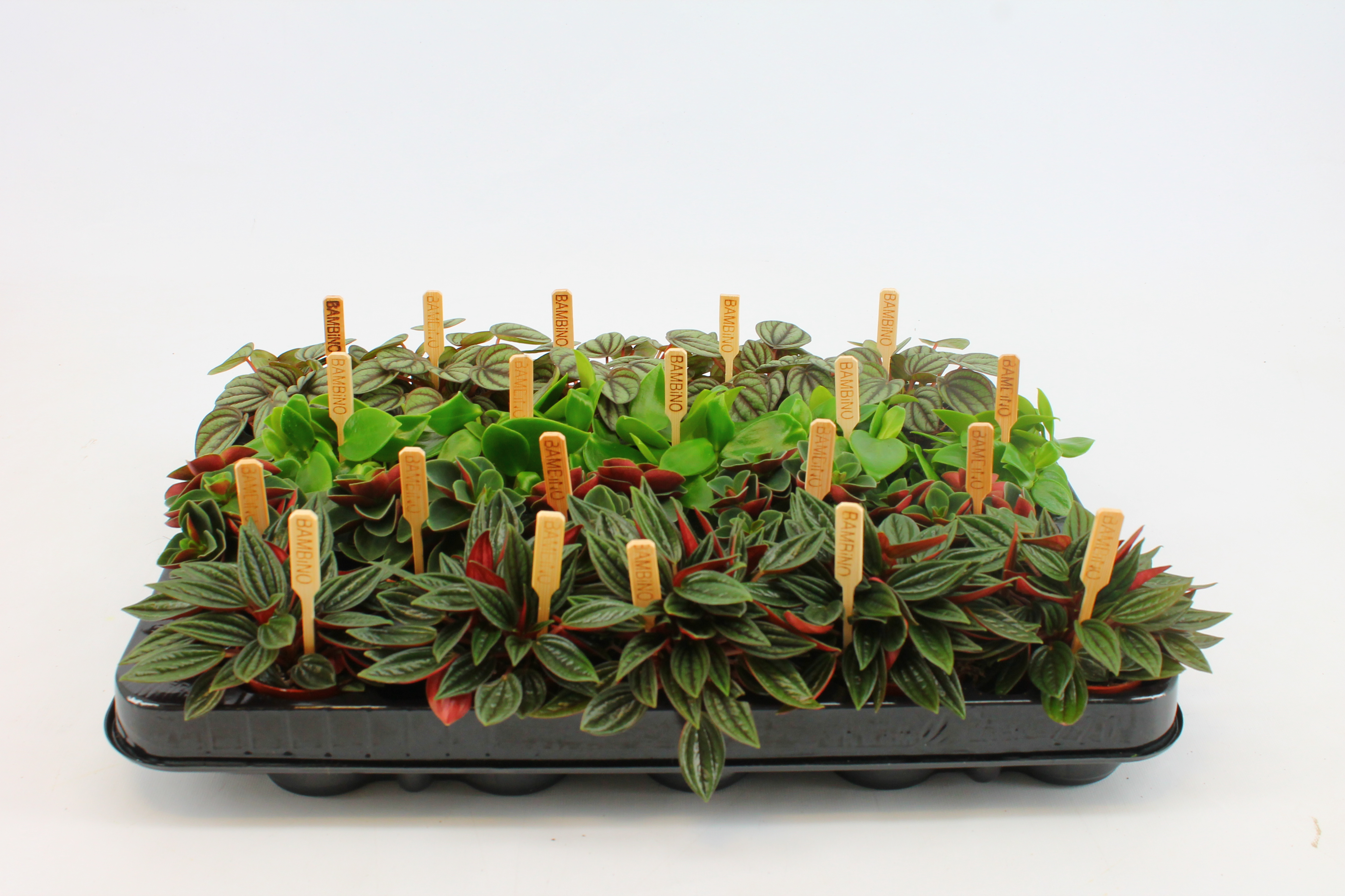 mini plantjes peperomia potmaat 5,5 cm