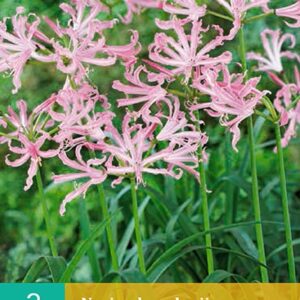 Nerine bowdenii 2st