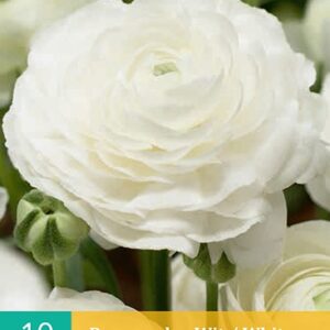 Ranunculus wit/white 10st